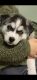 Siberian Husky Puppies for sale in Philadelphia, PA, USA. price: NA
