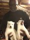 Siberian Husky Puppies for sale in Douglasville, GA, USA. price: $650