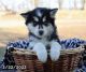 Siberian Husky Puppies for sale in Bethesda, MD, USA. price: $900