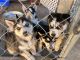 Siberian Husky Puppies for sale in San Diego, CA, USA. price: $1,000