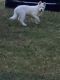 Siberian Husky Puppies for sale in Buford, GA 30519, USA. price: NA