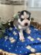 Siberian Husky Puppies for sale in Herkimer, NY 13350, USA. price: $1,600