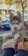 Siberian Husky Puppies for sale in 25401 Cypress Ave, Hayward, CA 94544, USA. price: $3,000