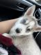 Siberian Husky Puppies for sale in Rialto, CA 92376, USA. price: NA