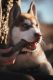 Siberian Husky Puppies for sale in Richland, WA 99352, USA. price: $800