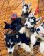 Siberian Husky Puppies for sale in Yonkers, NY, USA. price: $1,500
