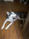 Siberian Husky Puppies for sale in Mesa, AZ 85205, USA. price: $500