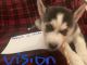 Siberian Husky Puppies for sale in Syracuse, NY, USA. price: $1,800