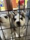 Siberian Husky Puppies for sale in Dalton, GA, USA. price: NA