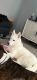 Siberian Husky Puppies for sale in Huber Heights, OH, USA. price: NA