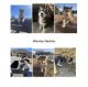 Siberian Husky Puppies for sale in Payson, UT, USA. price: $500