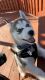 Siberian Husky Puppies for sale in Romeoville, IL, USA. price: NA