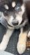 Siberian Husky Puppies for sale in 7680 Walnut Creek Ct, West Chester Township, OH 45069, USA. price: $3,700