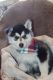 Siberian Husky Puppies for sale in Gorman, TX 76454, USA. price: NA