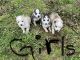 Siberian Husky Puppies for sale in Cohutta, GA 30710, USA. price: NA