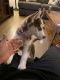 Siberian Husky Puppies for sale in 7141 E Mockingbird Way, Anaheim, CA 92807, USA. price: $300