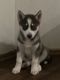 Siberian Husky Puppies for sale in Columbus, OH, USA. price: $500
