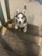 Siberian Husky Puppies for sale in Garfield Heights, OH, USA. price: NA