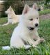 Siberian Husky Puppies for sale in Lutz, FL, USA. price: $600