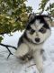 Siberian Husky Puppies for sale in Oklahoma City, OK 73132, USA. price: NA