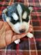Siberian Husky Puppies for sale in Dallas, TX 75287, USA. price: NA