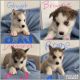 Siberian Husky Puppies for sale in Oak Point, TX 75068, USA. price: NA