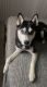 Siberian Husky Puppies for sale in Zephyrhills, FL 33543, USA. price: NA