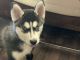 Siberian Husky Puppies for sale in Olney, MT 59927, USA. price: NA