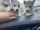 Siberian Husky Puppies for sale in Killeen, TX 76543, USA. price: $500