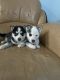 Siberian Husky Puppies for sale in Philadelphia, PA, USA. price: $450