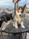 Siberian Husky Puppies for sale in Elmwood Park, NJ, USA. price: NA