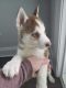 Siberian Husky Puppies for sale in Greenville, NC, USA. price: NA