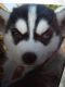 Siberian Husky Puppies for sale in 1051 4th Ave, Chula Vista, CA 91911, USA. price: $600