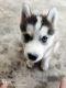 Siberian Husky Puppies for sale in Pune, Maharashtra, India. price: 40 INR