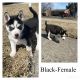 Siberian Husky Puppies for sale in Riverview, MI, USA. price: $1,500