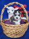 Siberian Husky Puppies for sale in Fort Wayne, IN, USA. price: $750