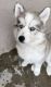 Siberian Husky Puppies for sale in Fontana, CA, USA. price: $700