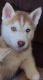 Siberian Husky Puppies for sale in Selma, CA 93662, USA. price: NA