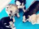 Siberian Husky Puppies for sale in Chandigarh, India. price: 100000 INR