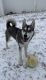 Siberian Husky Puppies for sale in Heber Springs, AR 72543, USA. price: NA