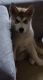 Siberian Husky Puppies for sale in St Charles, MO, USA. price: $400
