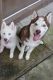Siberian Husky Puppies for sale in Philadelphia, PA, USA. price: $800