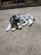 Siberian Husky Puppies for sale in La Crosse, WI, USA. price: $500