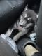 Siberian Husky Puppies for sale in Raleigh, NC, USA. price: $800