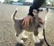 Siberian Husky Puppies for sale in California City, CA, USA. price: $500