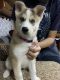 Siberian Husky Puppies for sale in Rock Island, IL, USA. price: $1,200