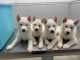 Siberian Husky Puppies for sale in San Bernardino, CA, USA. price: $500