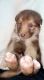 Siberian Husky Puppies for sale in Fort Irwin, CA, USA. price: NA