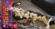Siberian Husky Puppies for sale in 831 Ohio Ave, Glassport, PA 15045, USA. price: NA