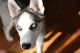 Siberian Husky Puppies for sale in New York, NY, USA. price: $700